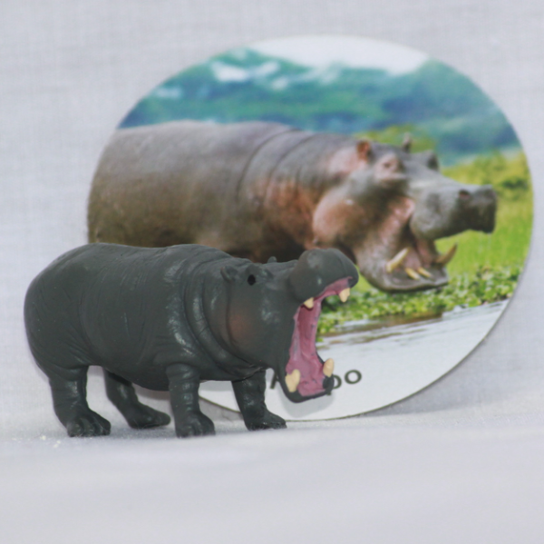 Wild Animal Disc Asst
