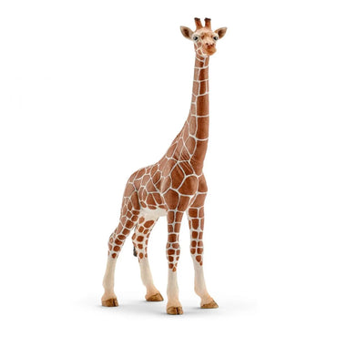 WILD LIFE - Giraffe, female